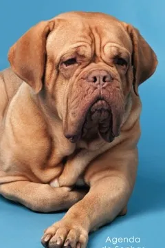 Livro Agenda de Senhas: Agenda Para Enderecos Eletronicos E Senhas: Capa French Mastiff - Portugues (Brasil) - Resumo, Resenha, PDF, etc.
