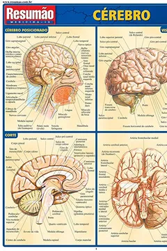 Livro Cérebro - Resumo, Resenha, PDF, etc.